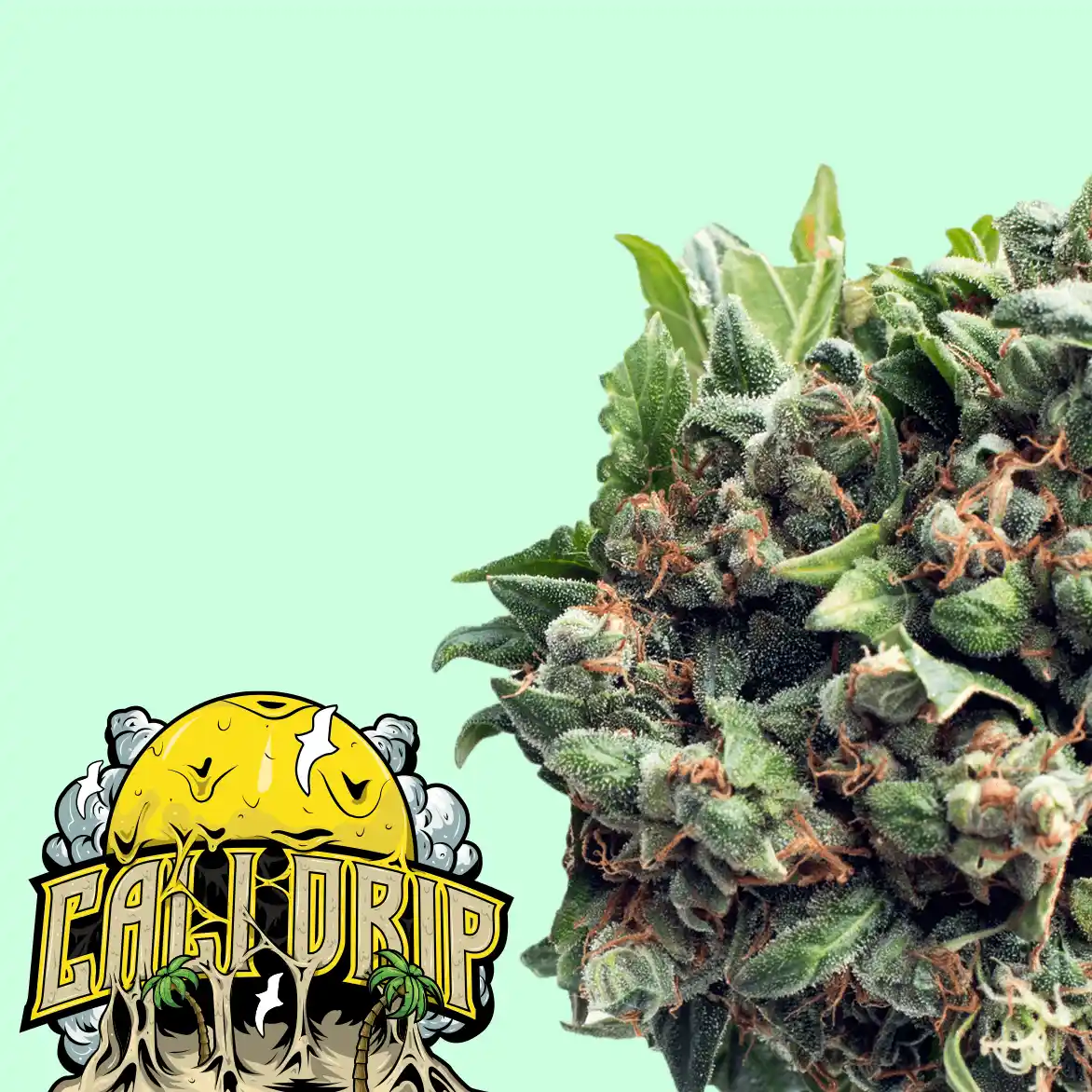Cali Drip La Shop