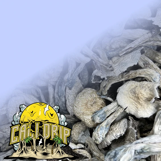 CalidripHomeShroomsBG