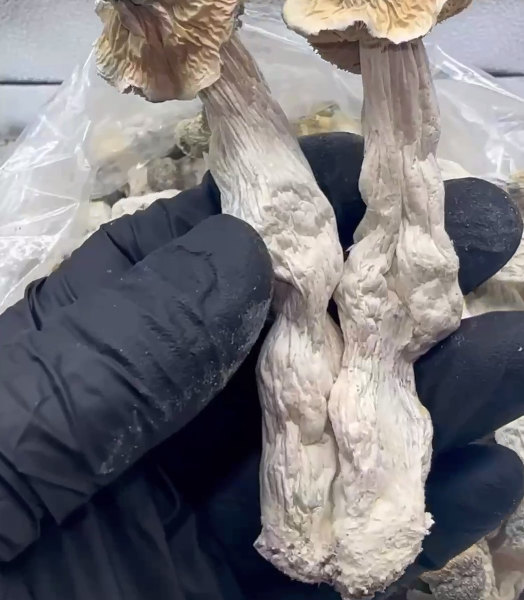 EXOTIC LIBERTY CAPS SHROOMS