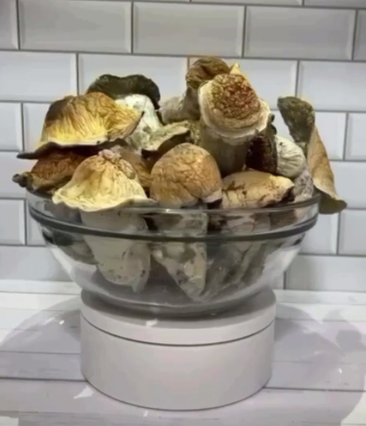 EXOTIC PENIS ENVY SHROOMS
