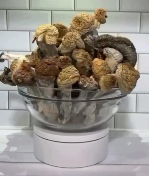 EXOTIC MAKILLA GORILLA SHROOMS